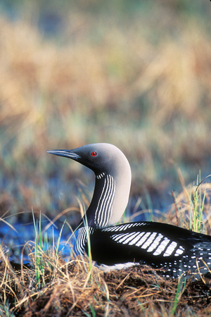 PACIFIC LOON 00-17