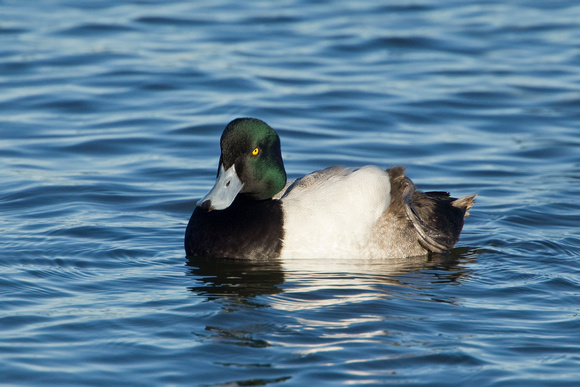 GREATER SCAUP 12-01-0944277