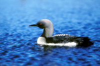 PACIFIC LOON 00-02