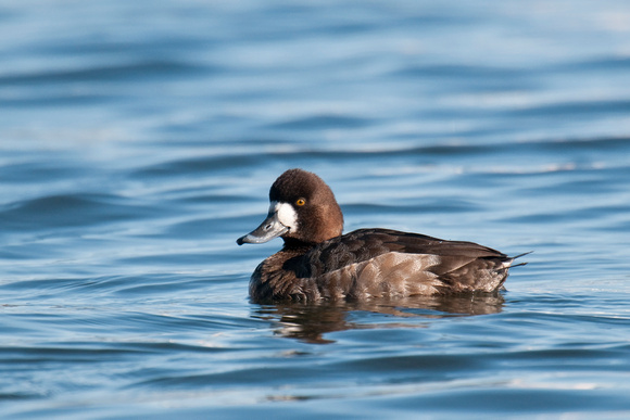 GREATER SCAUP 09-02-1421115