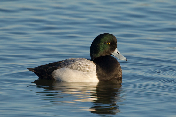 GREATER SCAUP 12-01-0944494