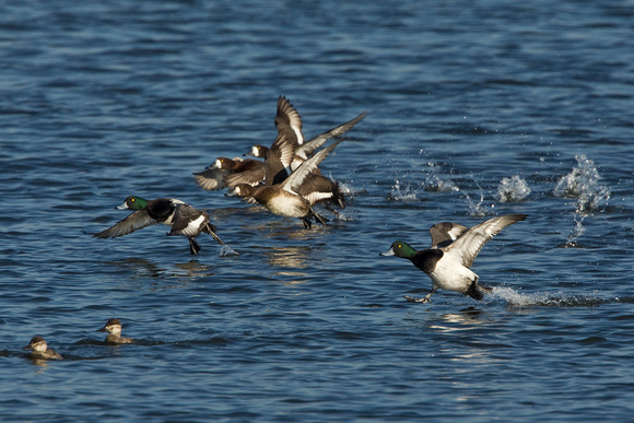 GREATER SCAUP 12-01-0944400