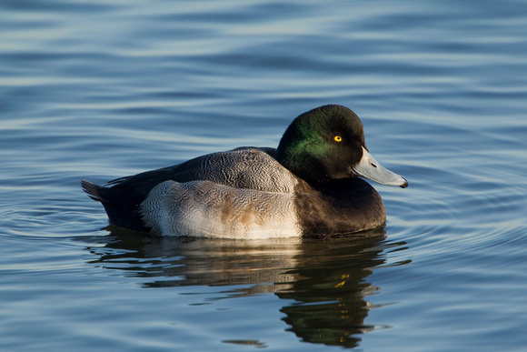GREATER SCAUP 12-01-0944508