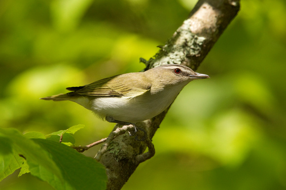 RED EYED VIREO 10-05-1322789