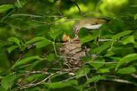 RED EYED VIREO 12-06-1148944