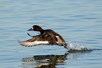 GREATER SCAUP 12-01-0944442