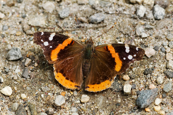 RED ADMIRAL 10-06-2425124