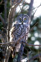 GREAT GRAY OWL 00-1A