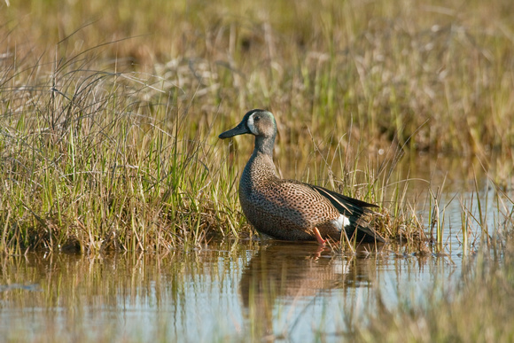 BLUE WINGED TEAL 08-05-1935768