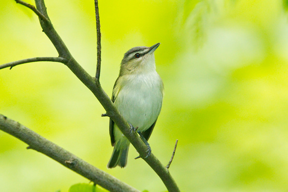RED EYED VIREO 11-05-2636709