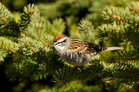CHIPPING SPARROW 13-04-1862360