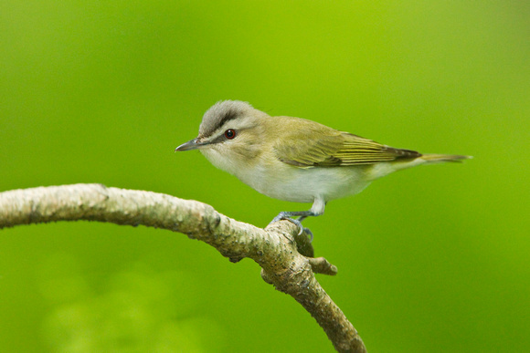 RED EYED VIREO 11-05-2636702