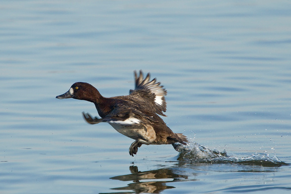 GREATER SCAUP 12-01-0944440