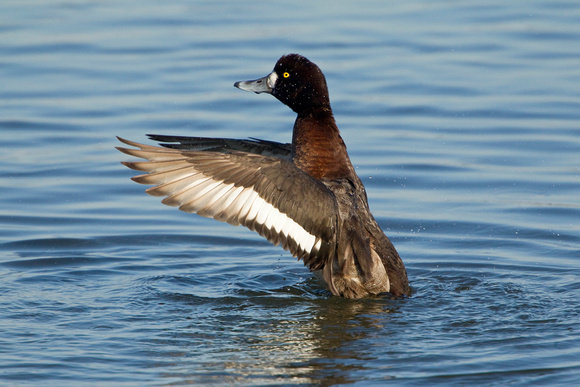 GREATER SCAUP 12-01-0944433