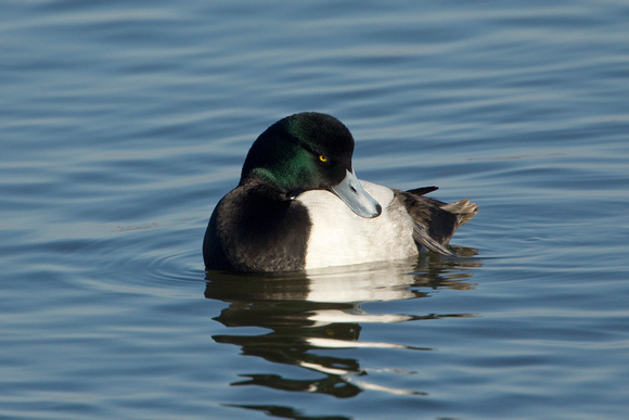 GREATER SCAUP 12-01-0944368