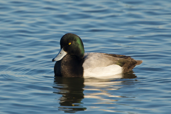GREATER SCAUP 12-01-0944504