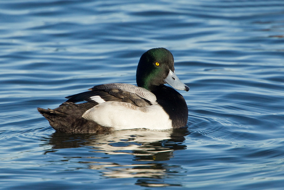 GREATER SCAUP 12-01-0944249