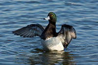 GREATER SCAUP