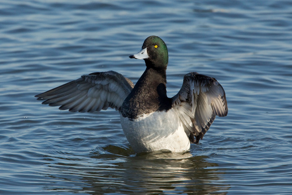 GREATER SCAUP 12-01-0944414