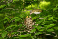 RED EYED VIREO 12-06-1148945