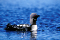 PACIFIC LOON 00-08