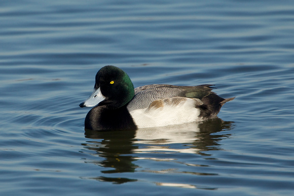 GREATER SCAUP 12-01-0944384