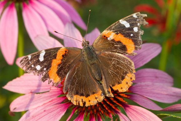 RED ADMIRAL 11-07-1939612