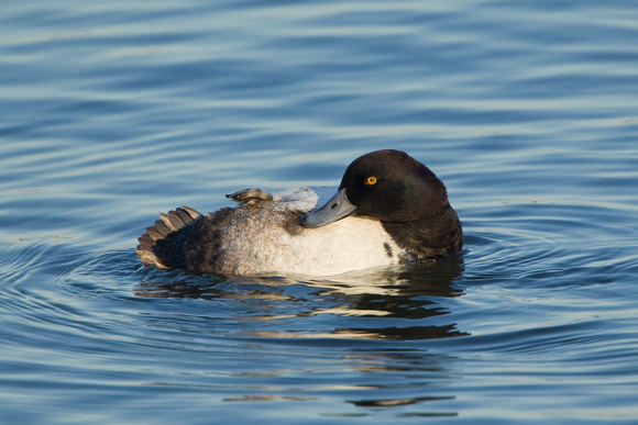GREATER SCAUP 12-01-0944497