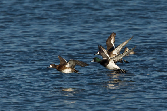 GREATER SCAUP 12-01-0944394