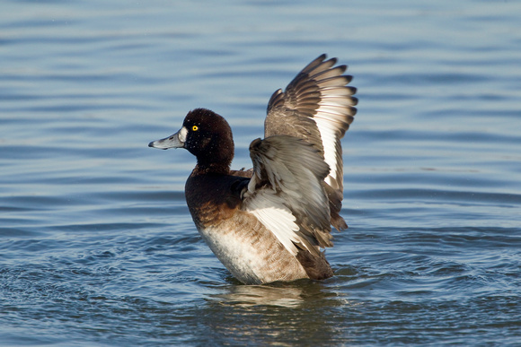 GREATER SCAUP 12-01-0944437