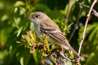 WILLOW FLYCATCHER 11-05-2536944