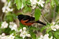 ORCHARD ORIOLE 08-05-1232733
