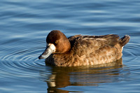 GREATER SCAUP 12-01-0944460