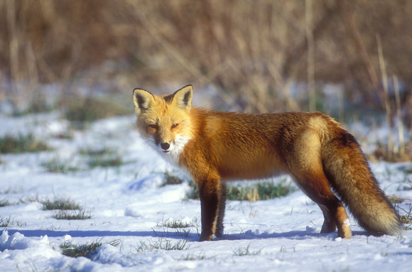 RED FOX 00-03
