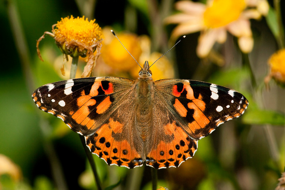 PAINTED LADY 09-10-0219484