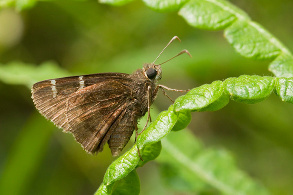 SOUTHERN CLOUDYWING 11-07-0638645