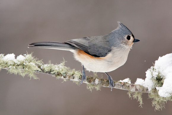 TUFTED TITMOUSE 10-01-0820055