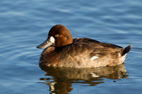 GREATER SCAUP 12-01-0944488