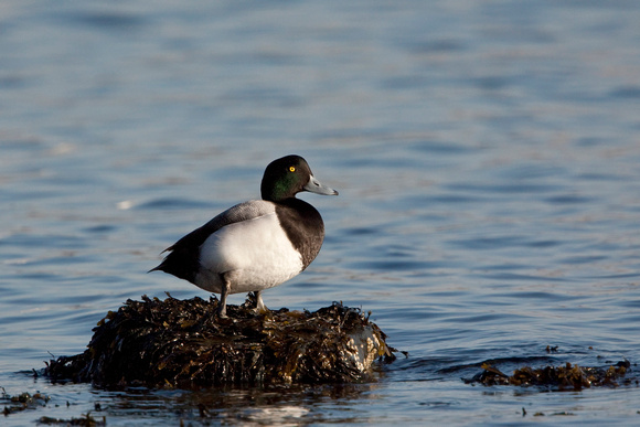 GREATER SCAUP 10-01-1420969