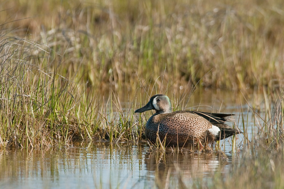 BLUE WINGED TEAL 08-05-1935765