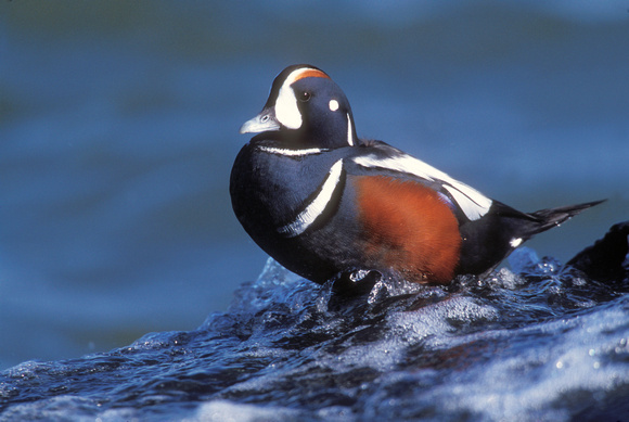 HARLEQUIN DUCK 00-02A