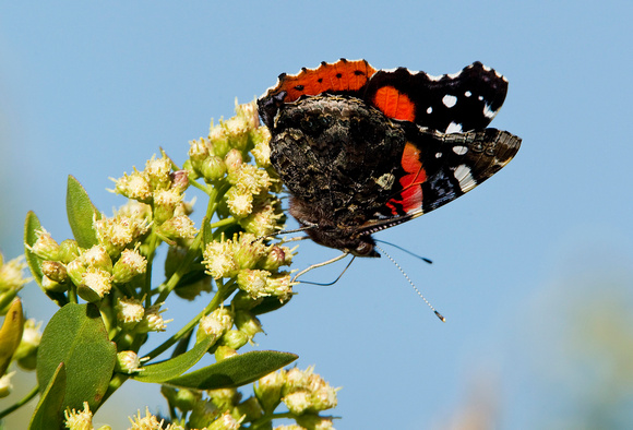 RED ADMIRAL 10-09-2027105