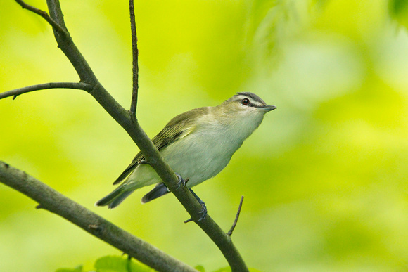 RED EYED VIREO 11-05-2636710