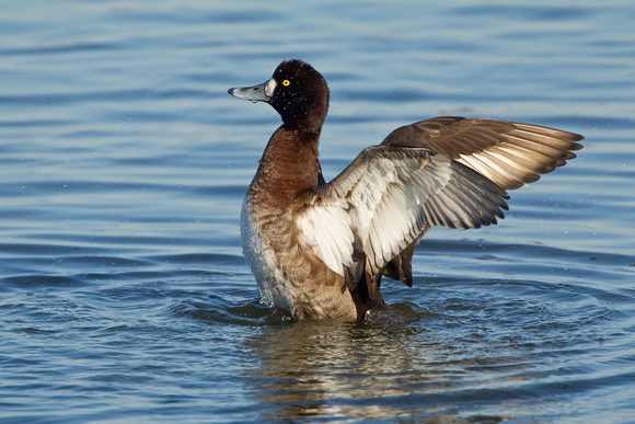 GREATER SCAUP 12-01-0944432