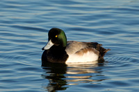 GREATER SCAUP 12-01-0944516