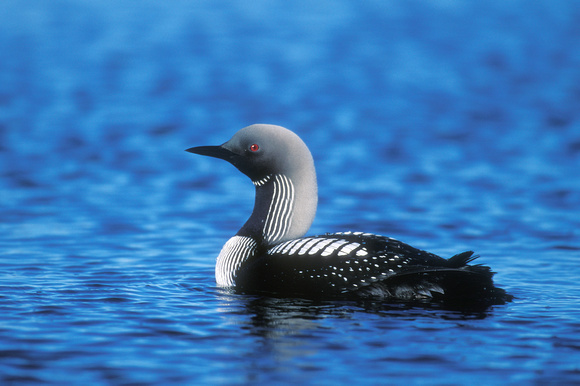 PACIFIC LOON 00-01