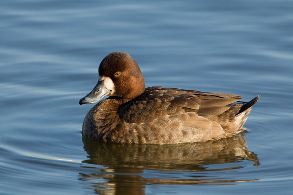 GREATER SCAUP 12-01-0944468