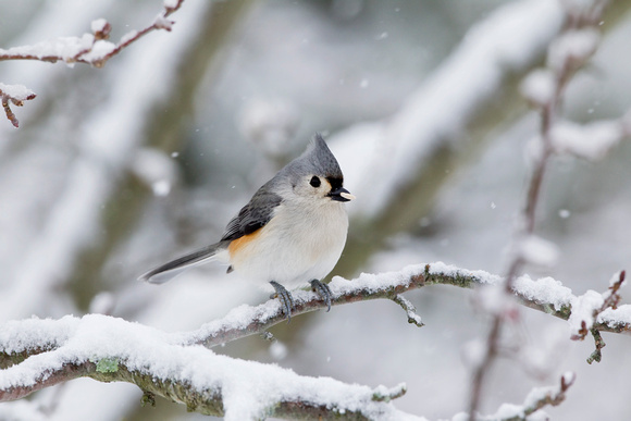 TUFTED TITMOUSE 11-01-1230724