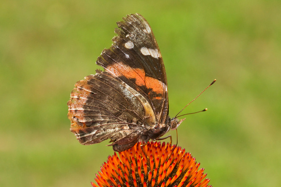 RED ADMIRAL 11-07-1939594