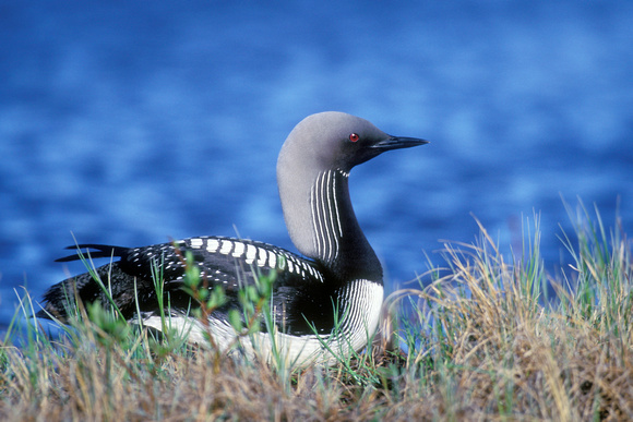 PACIFIC LOON 00-09